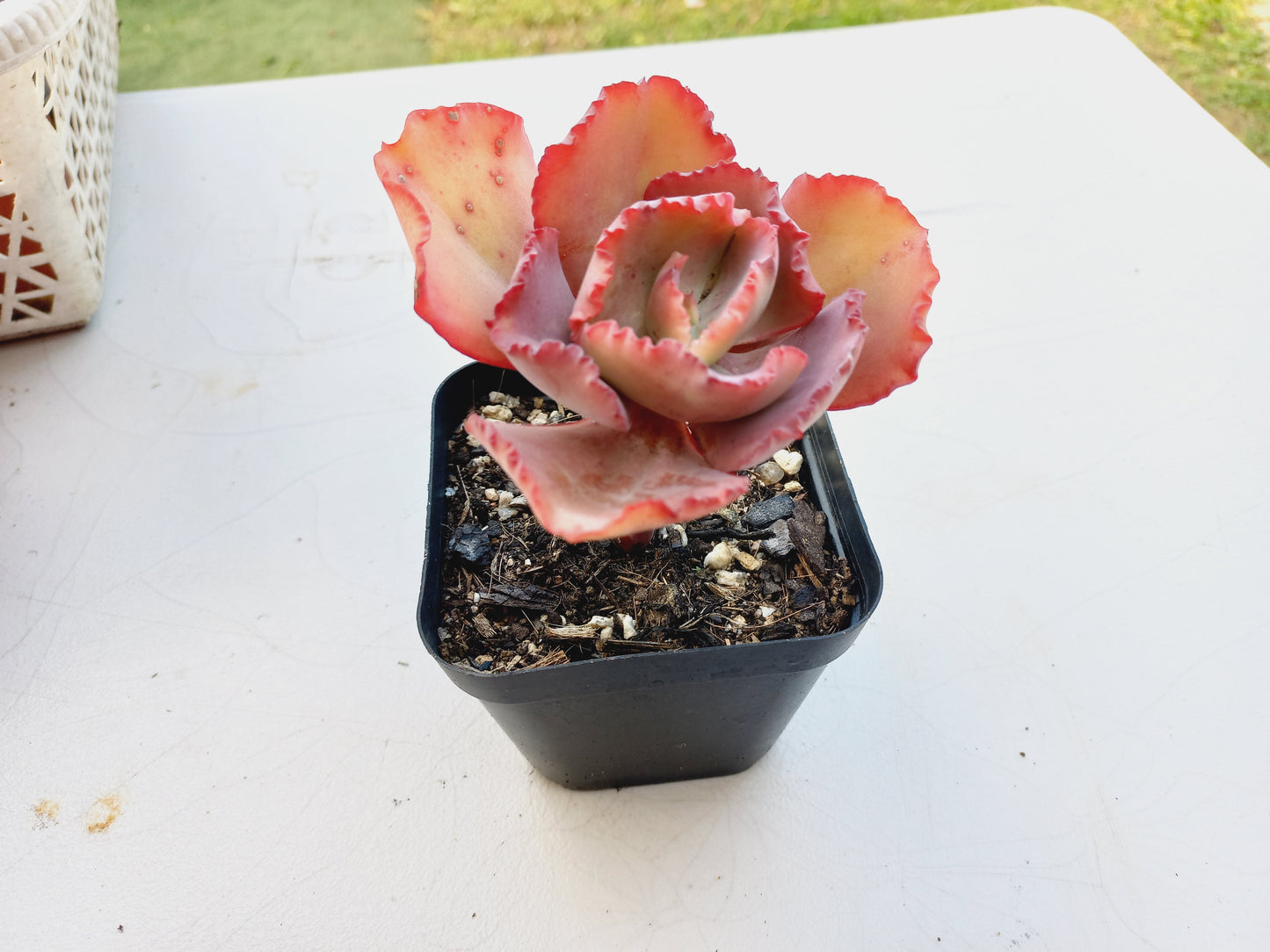 Echeveria Frilly - 7cm pot