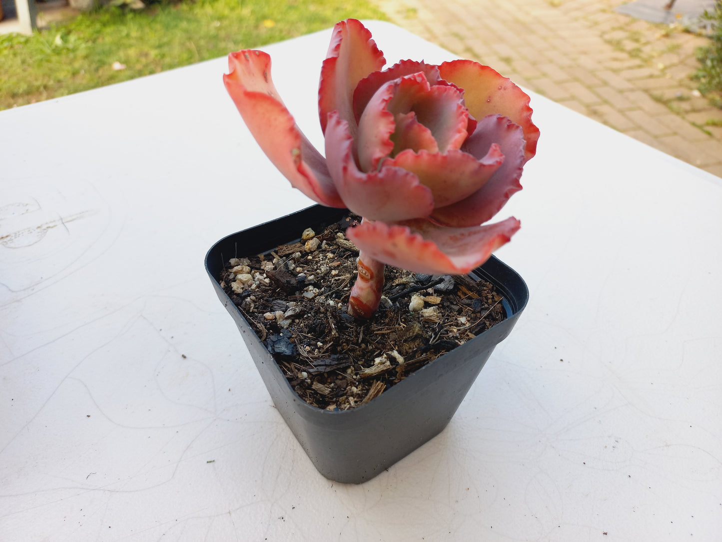 Echeveria Frilly - 7cm pot