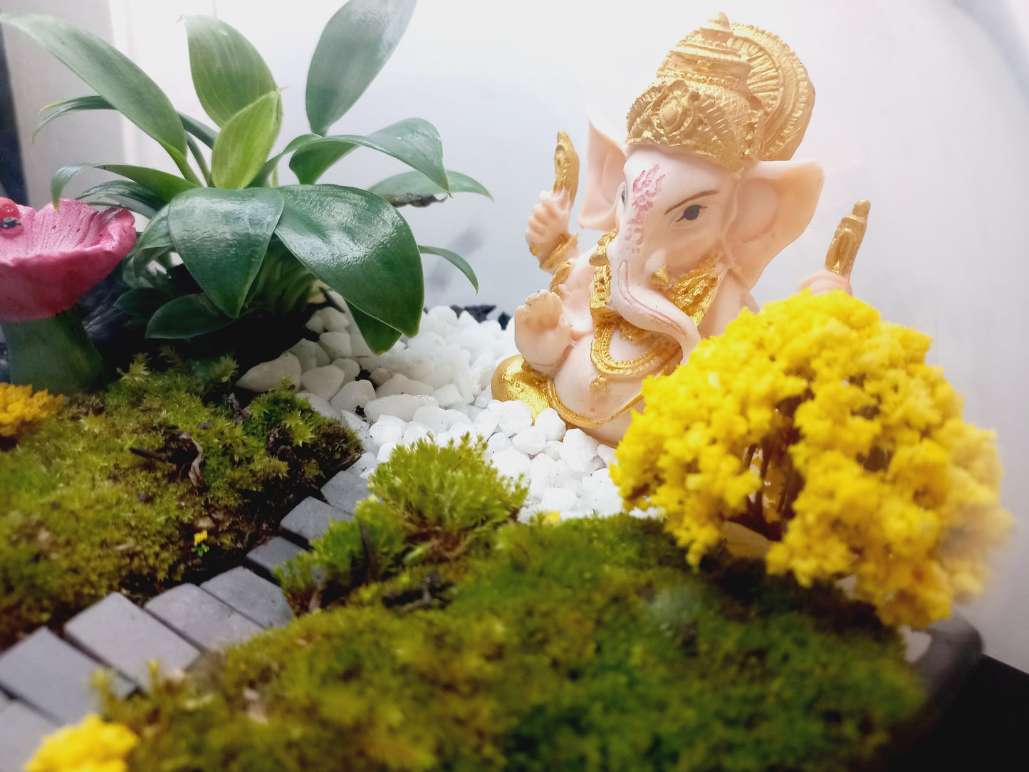 ๐ฟ The Ganesh Moss Terrarium ๐ฟ