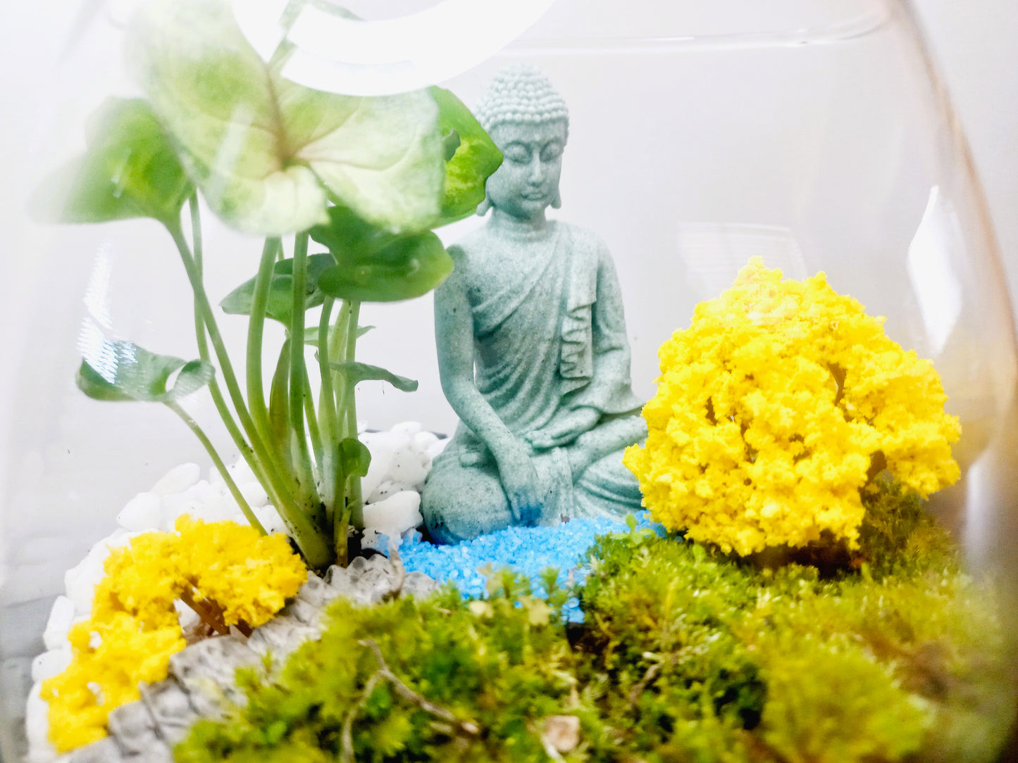 πΏ The Buddha Garden β Serene Moss Terrarium πΏ