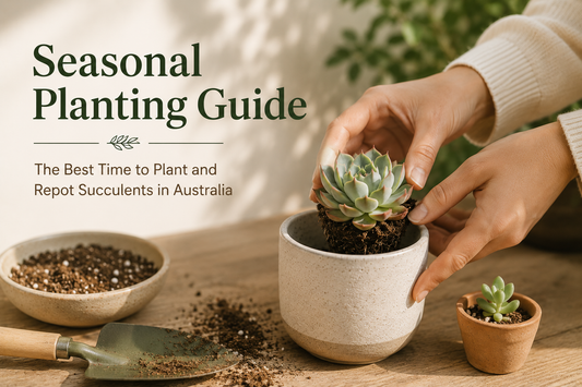 Seasonal Planting Guide — The Best Time to Plant and Repot Succulents in Australia