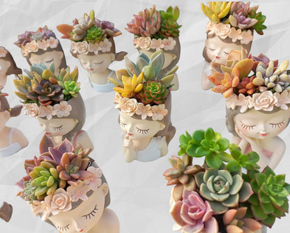 Fairy Princess Succulent Arrangements - 11cmH