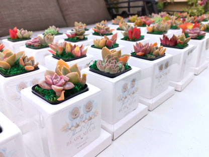 Square cube glazed Succulent Pots 8cm - Return Gifts / Souvenir Gifts