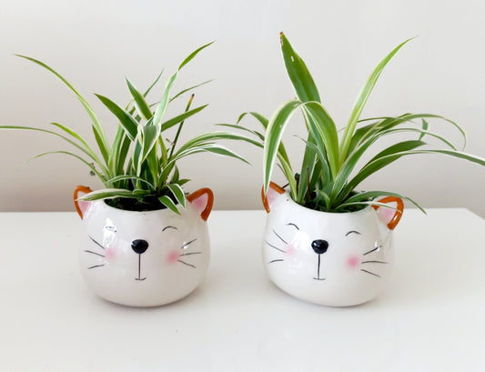 Spider Plants in Cat planters - For pet lovers❤️