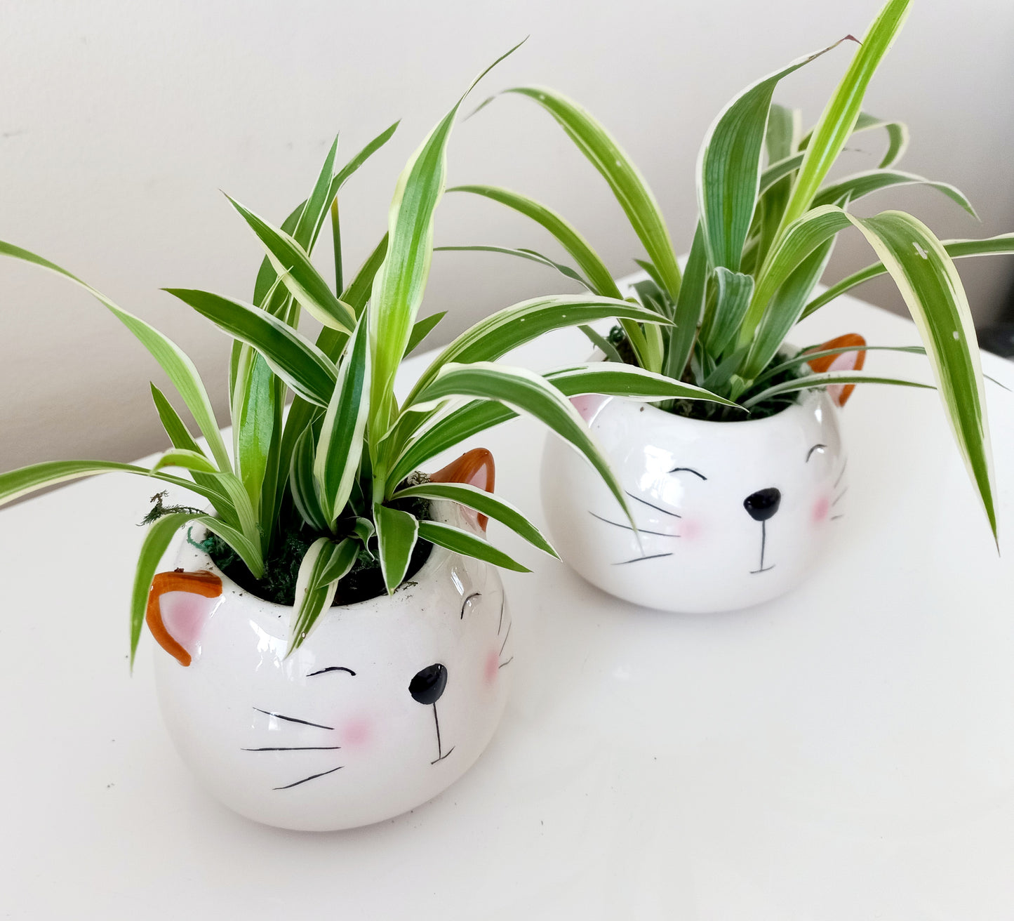 Spider Plants in Cat planters - For pet lovers❤️