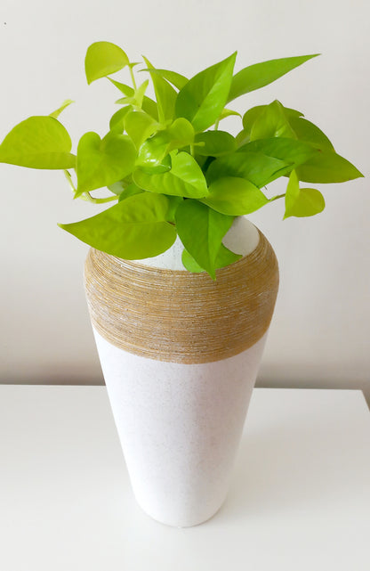 Jenna Vase with Neon Pothos indoor plants - Collection only