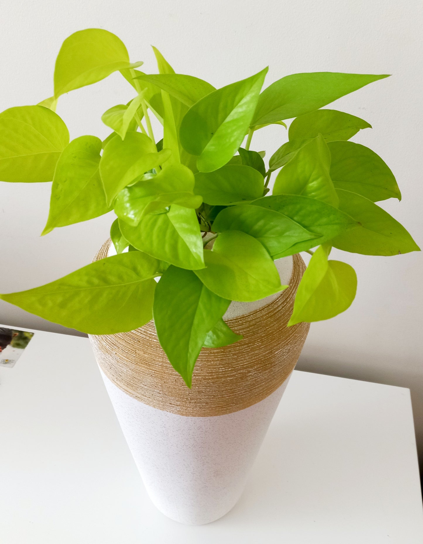 Jenna Vase with Neon Pothos indoor plants - Collection only