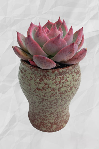 Echeveria Colorata Succulent in ceramic pot - 14cmH