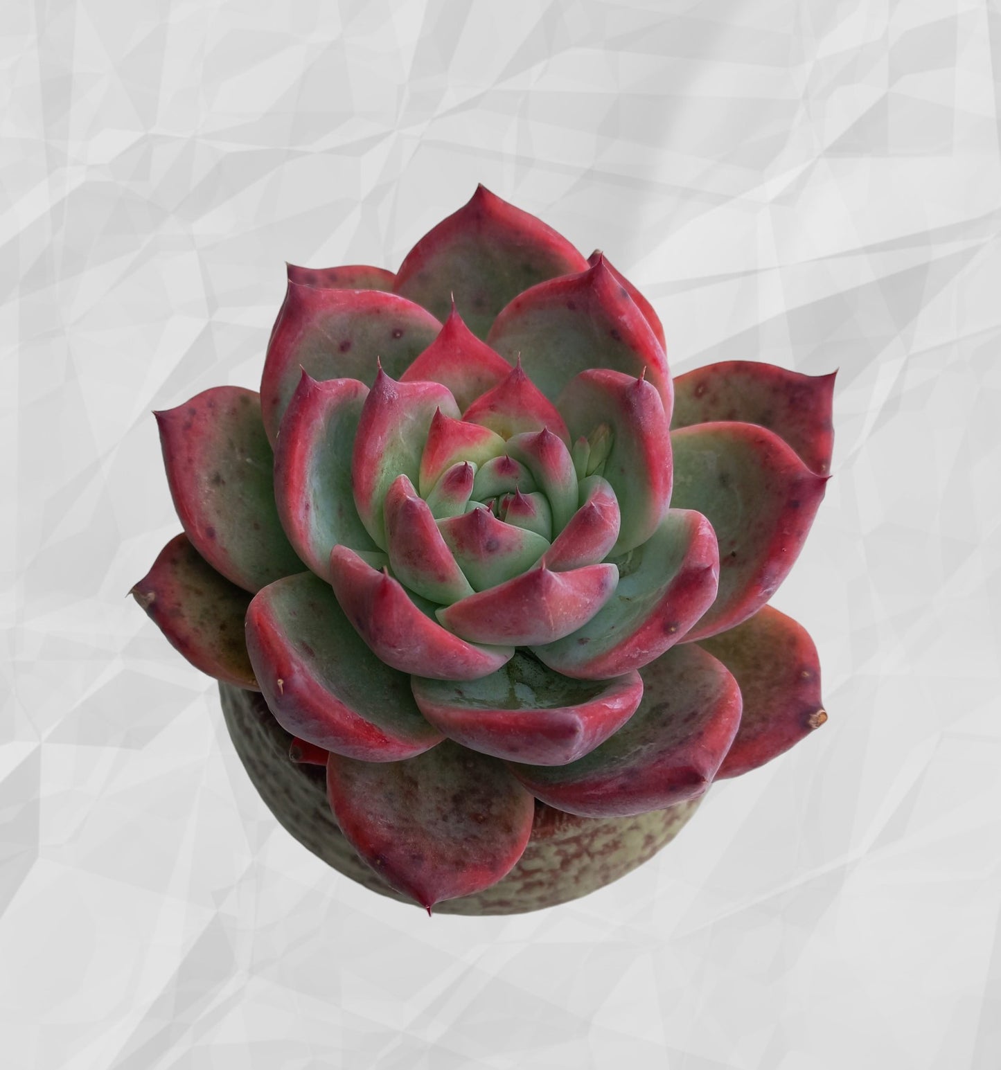 Echeveria Colorata Succulent in ceramic pot - 14cmH