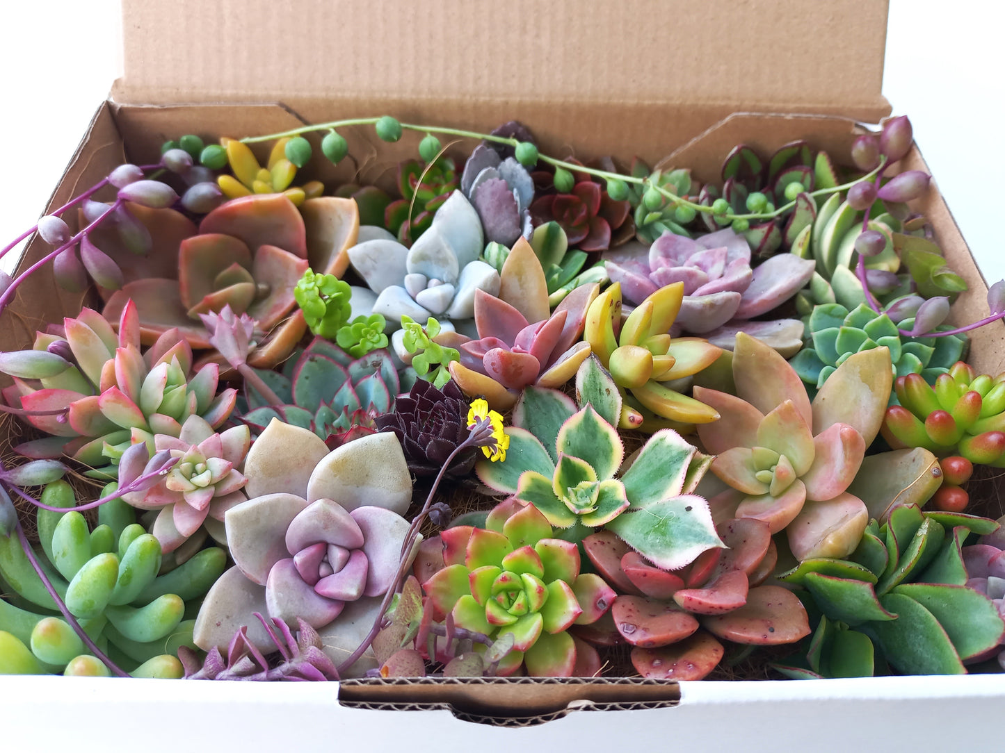 'Succulent cuttings gift box' - 30+ colorful cuttings