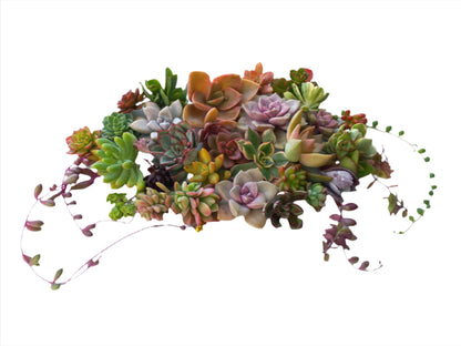 'Succulent cuttings gift box' - 30+ colorful cuttings