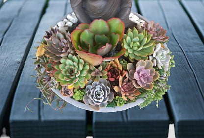 Majestic Buddha Succulent Bowl - In-store collection