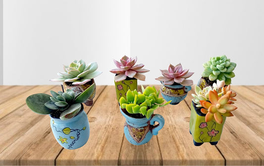 Sets of 07 Small designer Succulent pots- including plants