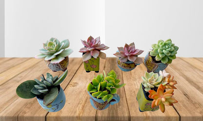 Sets of 07 Small designer Succulent pots- including plants