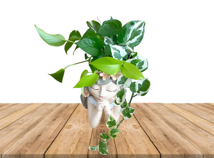 'Thinking of you' Houseplant Gift hamper- Instore collection