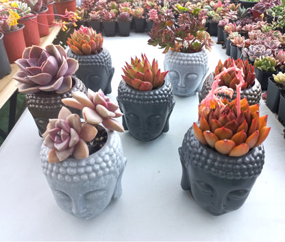 ''Buddha head'' Succulent Pots 11cmH - Return Gifts / Souvenir Gifts