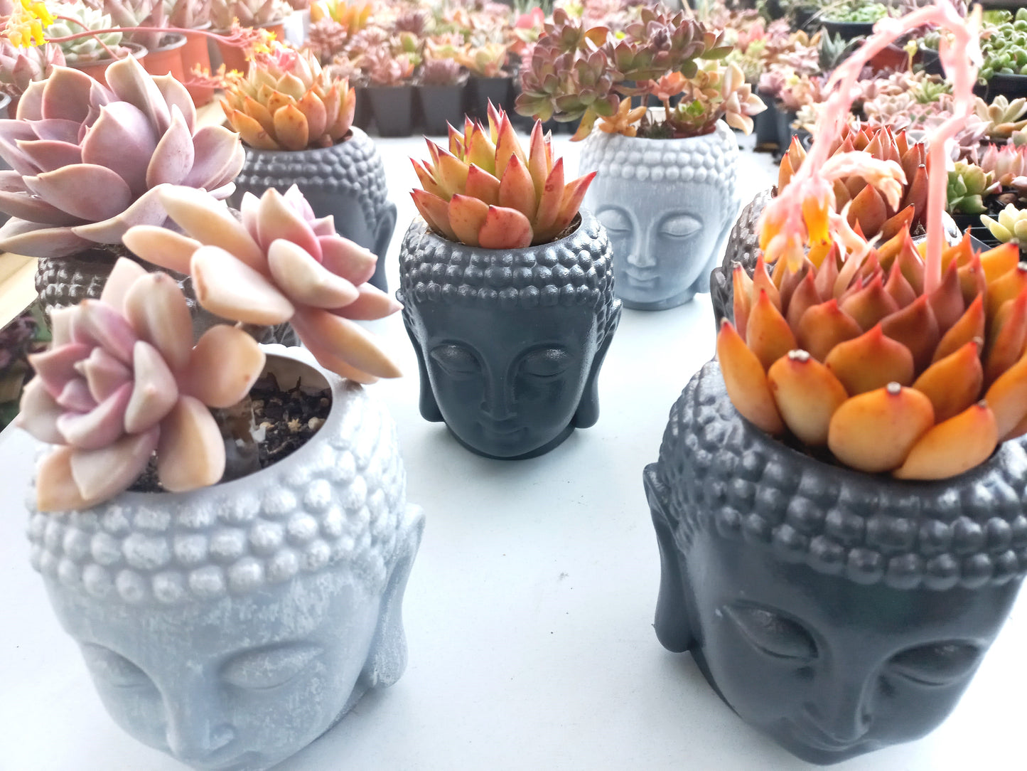 ''Buddha head'' Succulent Pots 11cmH - Return Gifts / Souvenir Gifts