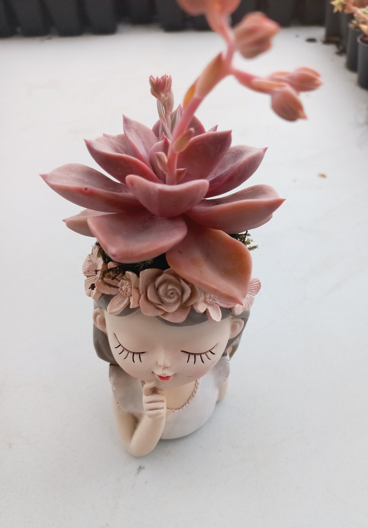 Graptoveria Mrs Richard in fairy girl pot - 110mm pot