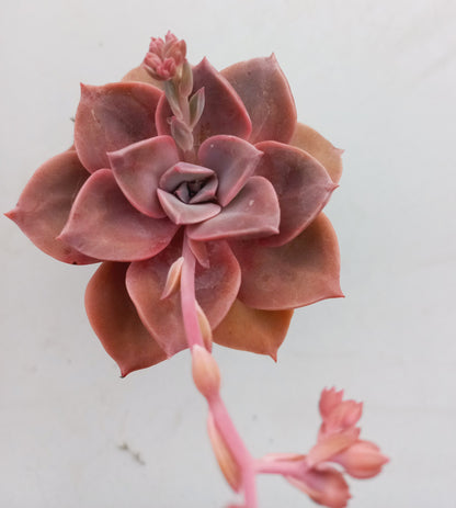 Graptoveria Mrs Richard in fairy girl pot - 110mm pot