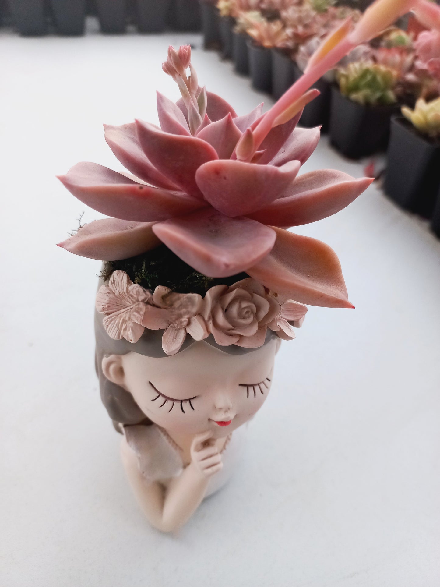 Graptoveria Mrs Richard in fairy girl pot - 110mm pot