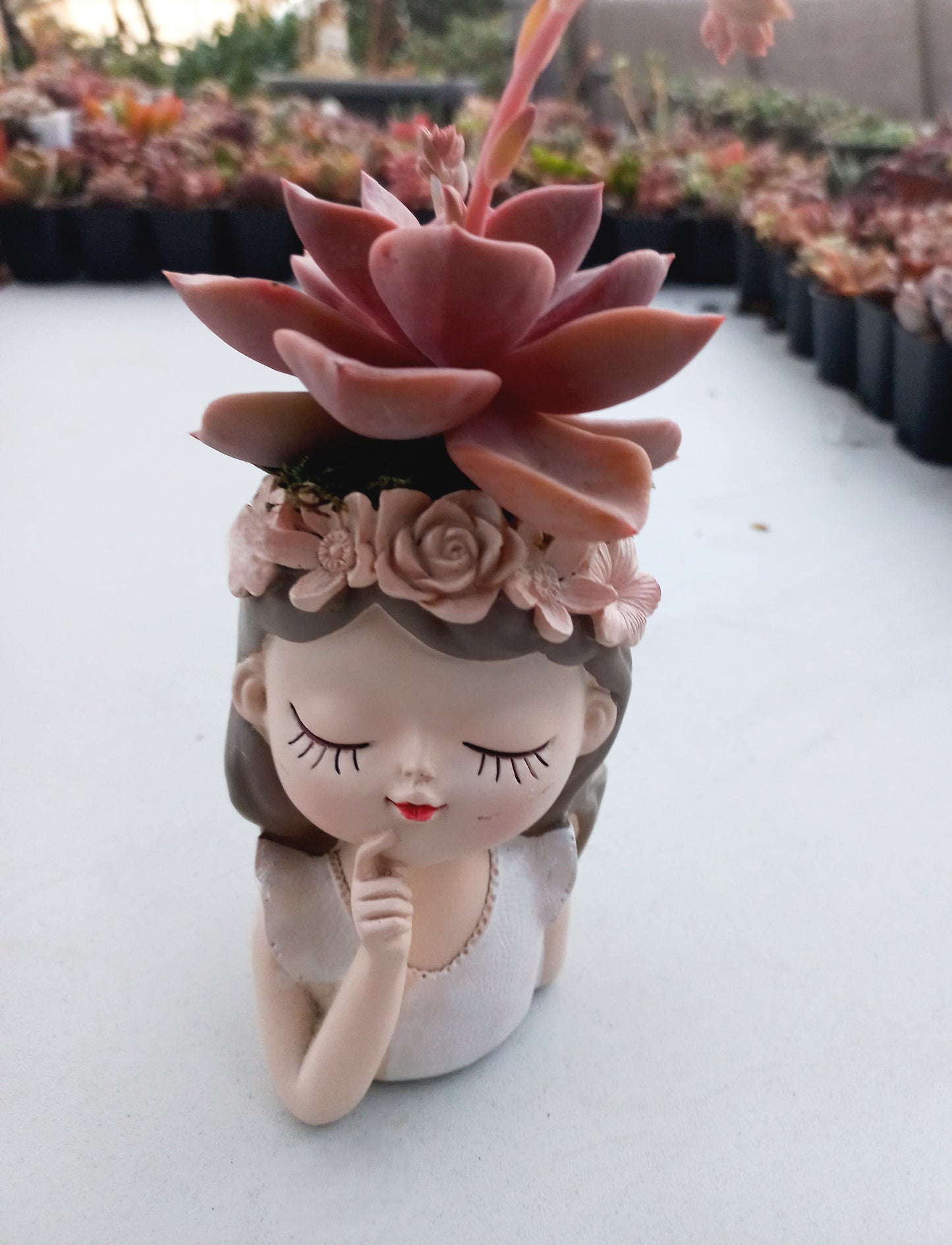 Graptoveria Mrs Richard in fairy girl pot - 110mm pot