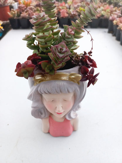 Crassula Commutata in fairy girl pot - 140mm pot