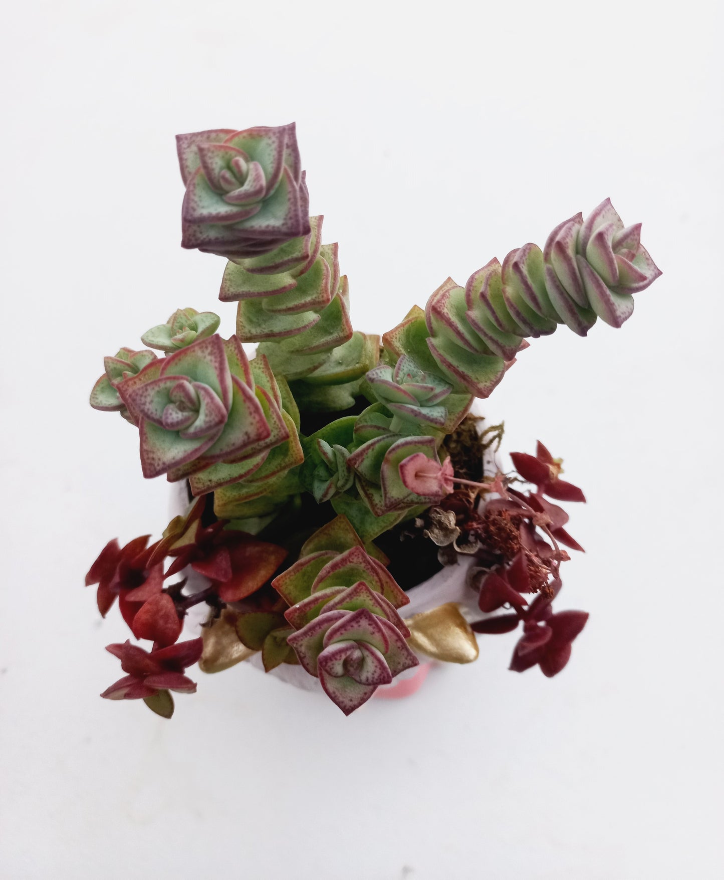 Crassula Commutata in fairy girl pot - 140mm pot