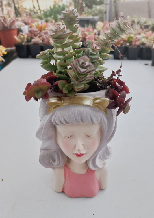 Crassula Commutata in fairy girl pot - 140mm pot