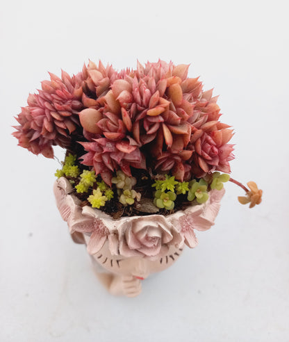 Echeveria 'Green smile' f. cristata in fairy girl pot - 110mm pot