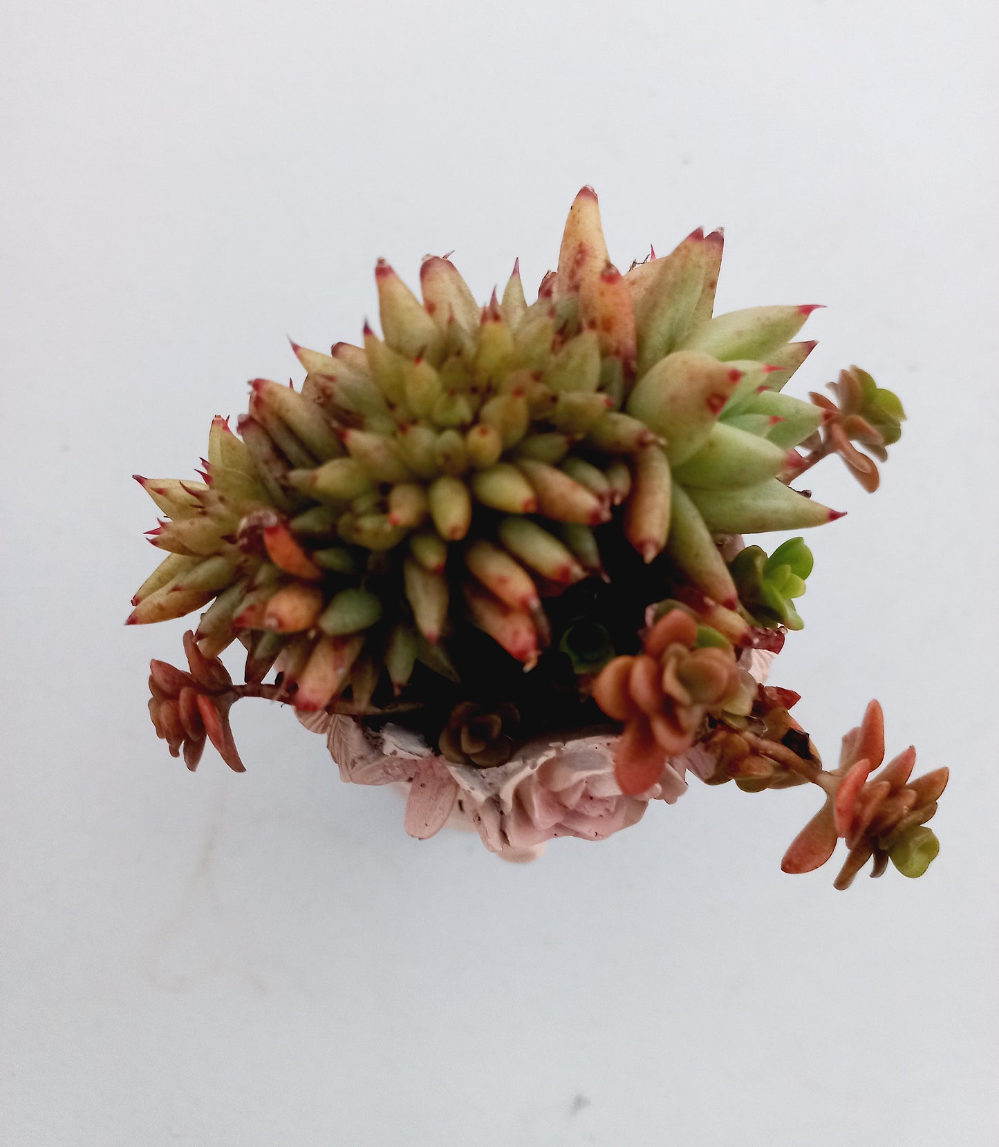 Echeveria Agavoides cresta in fairy girl pot - 110mm pot