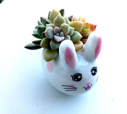 Cutie Bunny Succulent pot - For Pet lovers❤️