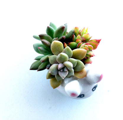 Cutie Bunny Succulent pot - For Pet lovers❤️