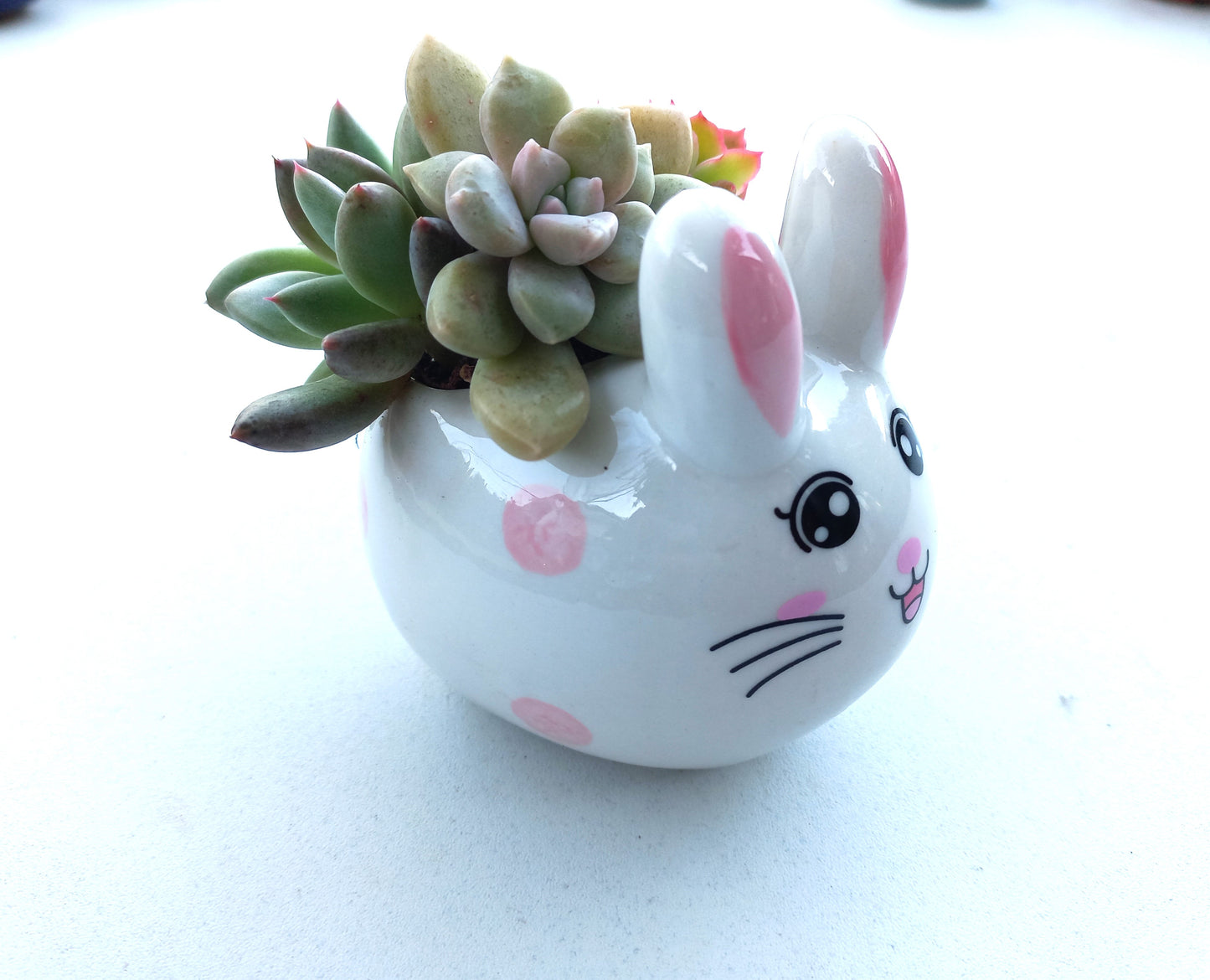 Cutie Bunny Succulent pot - For Pet lovers❤️