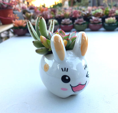 Cutie Bunny Succulent pot - For Pet lovers❤️