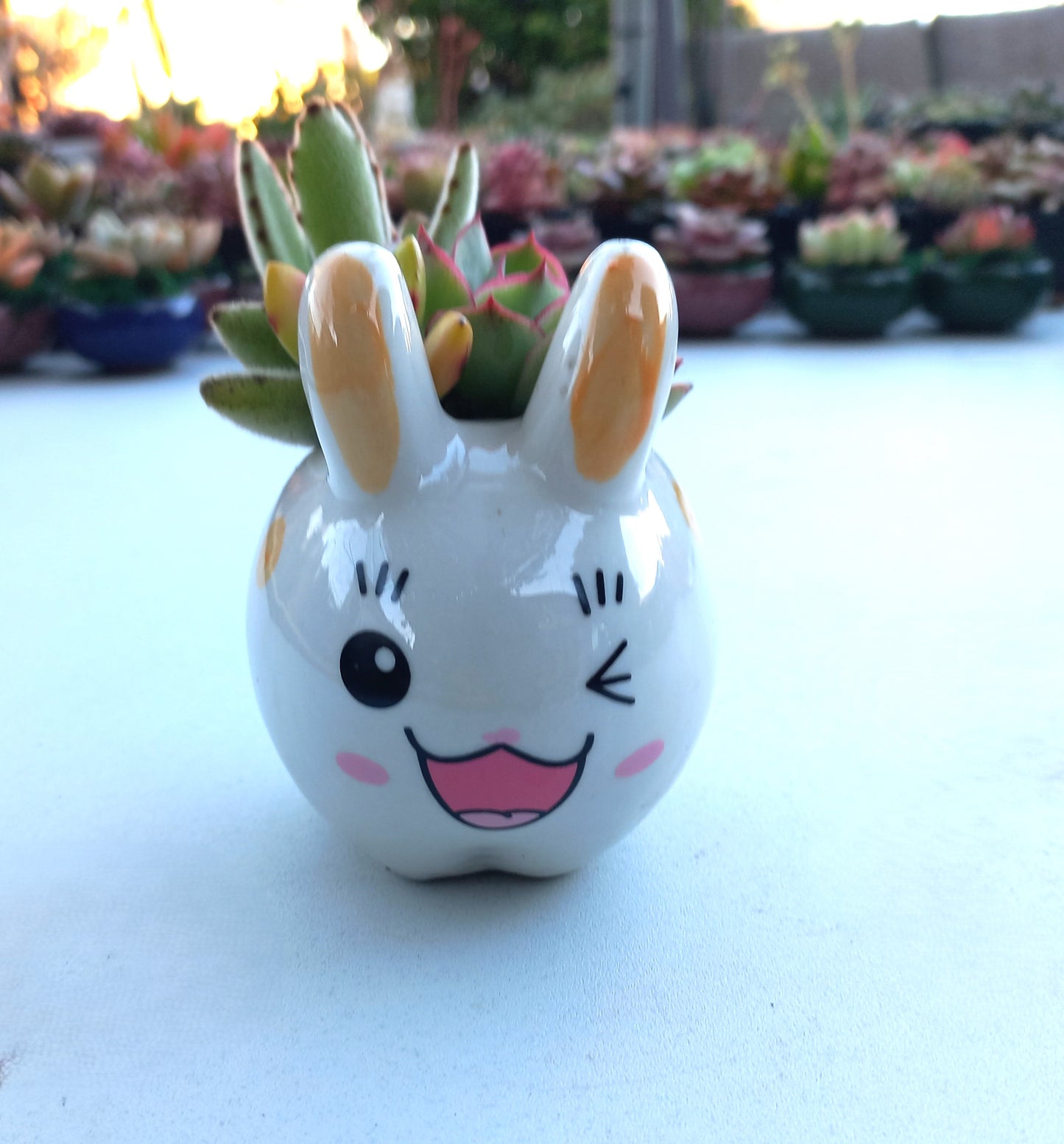 Cutie Bunny Succulent pot - For Pet lovers❤️