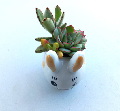 Cutie Bunny Succulent pot - For Pet lovers❤️