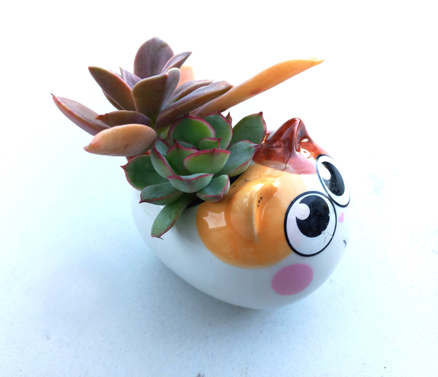 Cutie Cat Succulent pot - For Pet lovers❤️