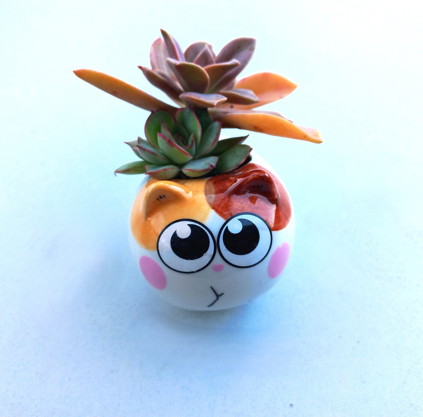 Cutie Cat Succulent pot - For Pet lovers❤️