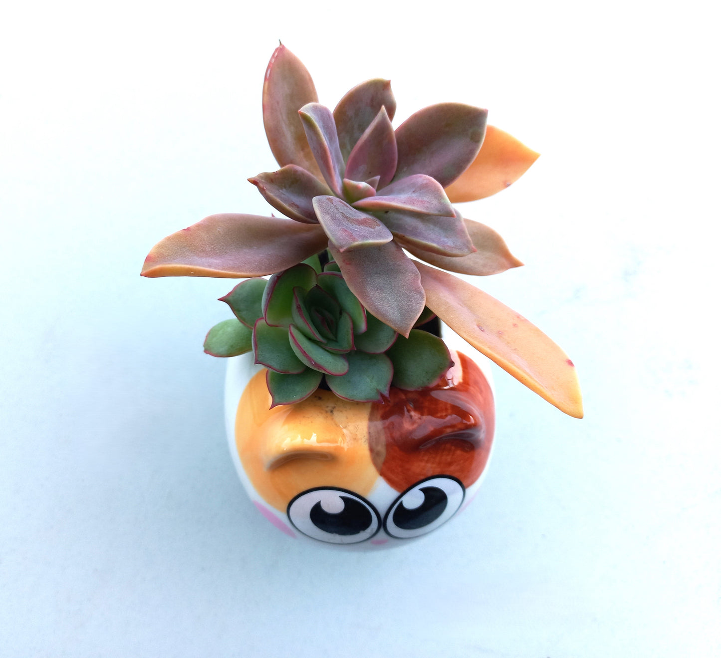 Cutie Cat Succulent pot - For Pet lovers❤️