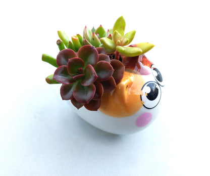 Cutie Cat Succulent pot - For Pet lovers❤️