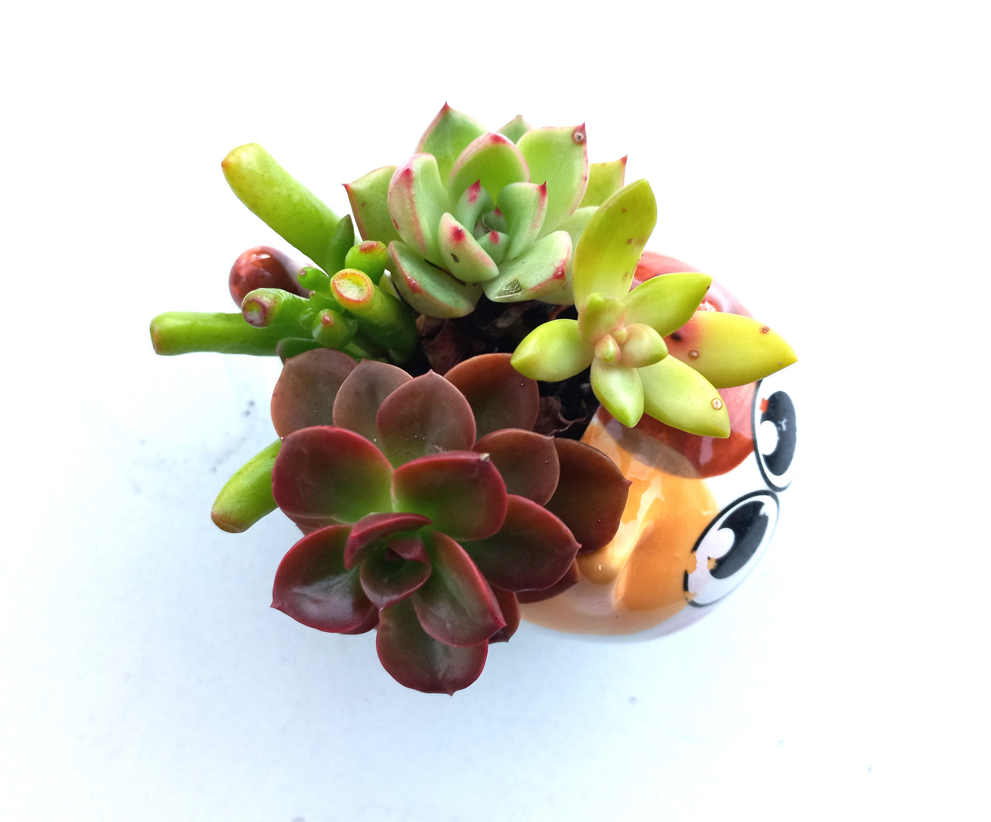 Cutie Cat Succulent pot - For Pet lovers❤️