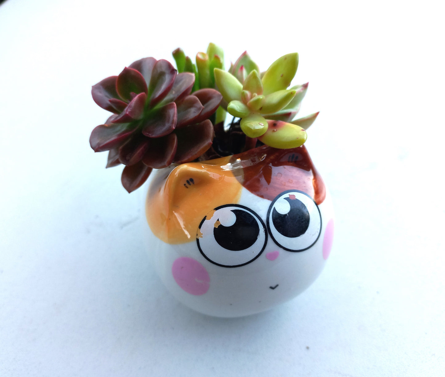 Cutie Cat Succulent pot - For Pet lovers❤️