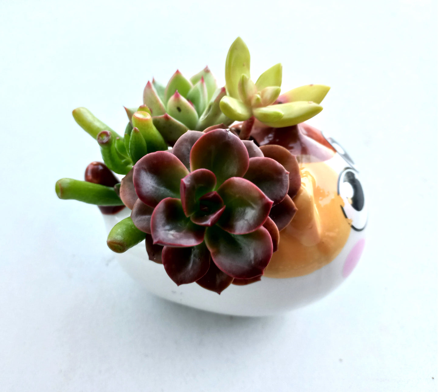 Cutie Cat Succulent pot - For Pet lovers❤️