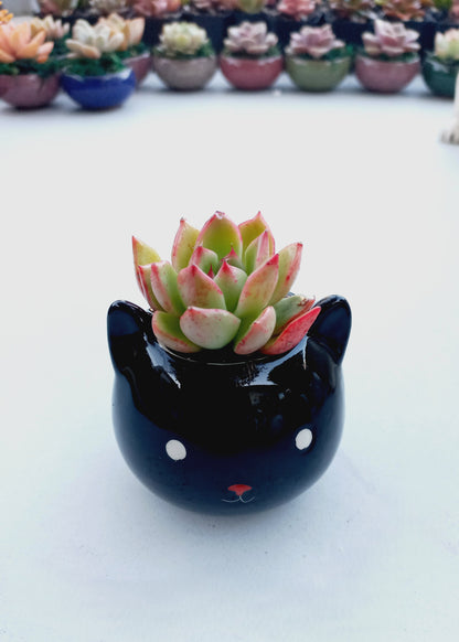 Mini Black Cat Succulent pot - For Pet lovers❤️