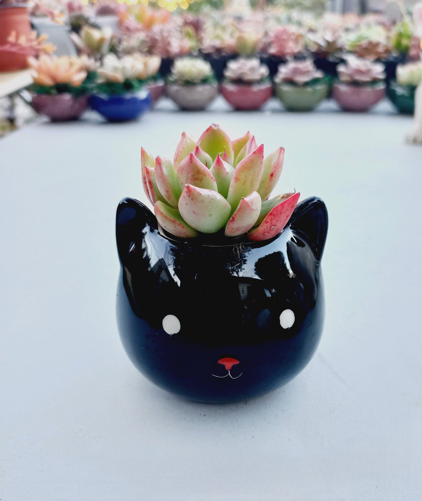 Mini Black Cat Succulent pot - For Pet lovers❤️