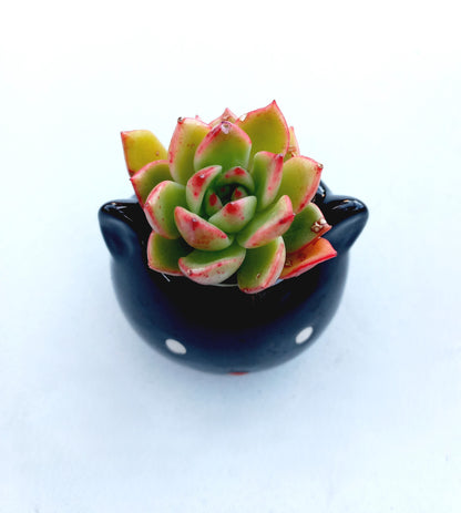 Mini Black Cat Succulent pot - For Pet lovers❤️