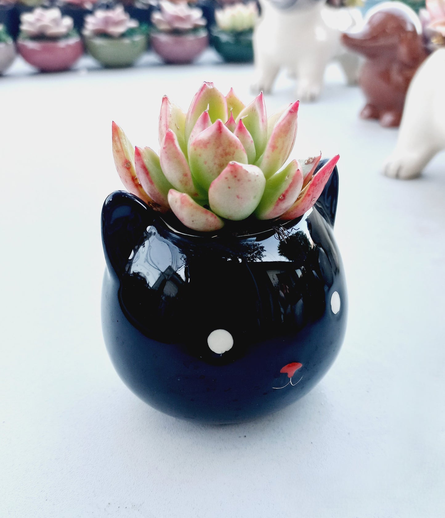 Mini Black Cat Succulent pot - For Pet lovers❤️