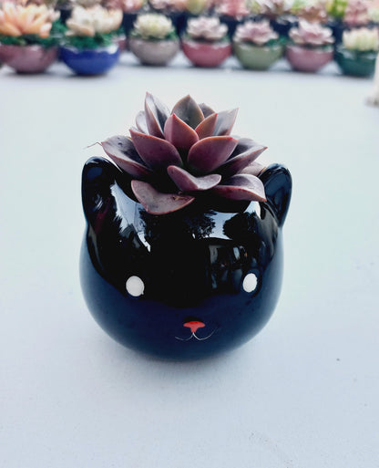 Mini Black Cat Succulent pot - For Pet lovers❤️