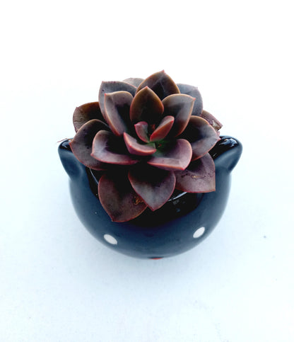 Mini Black Cat Succulent pot - For Pet lovers❤️