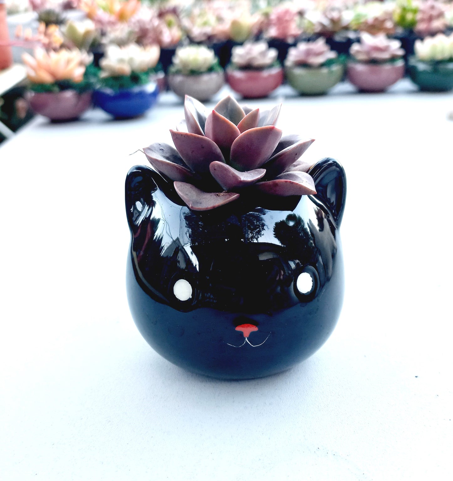 Mini Black Cat Succulent pot - For Pet lovers❤️